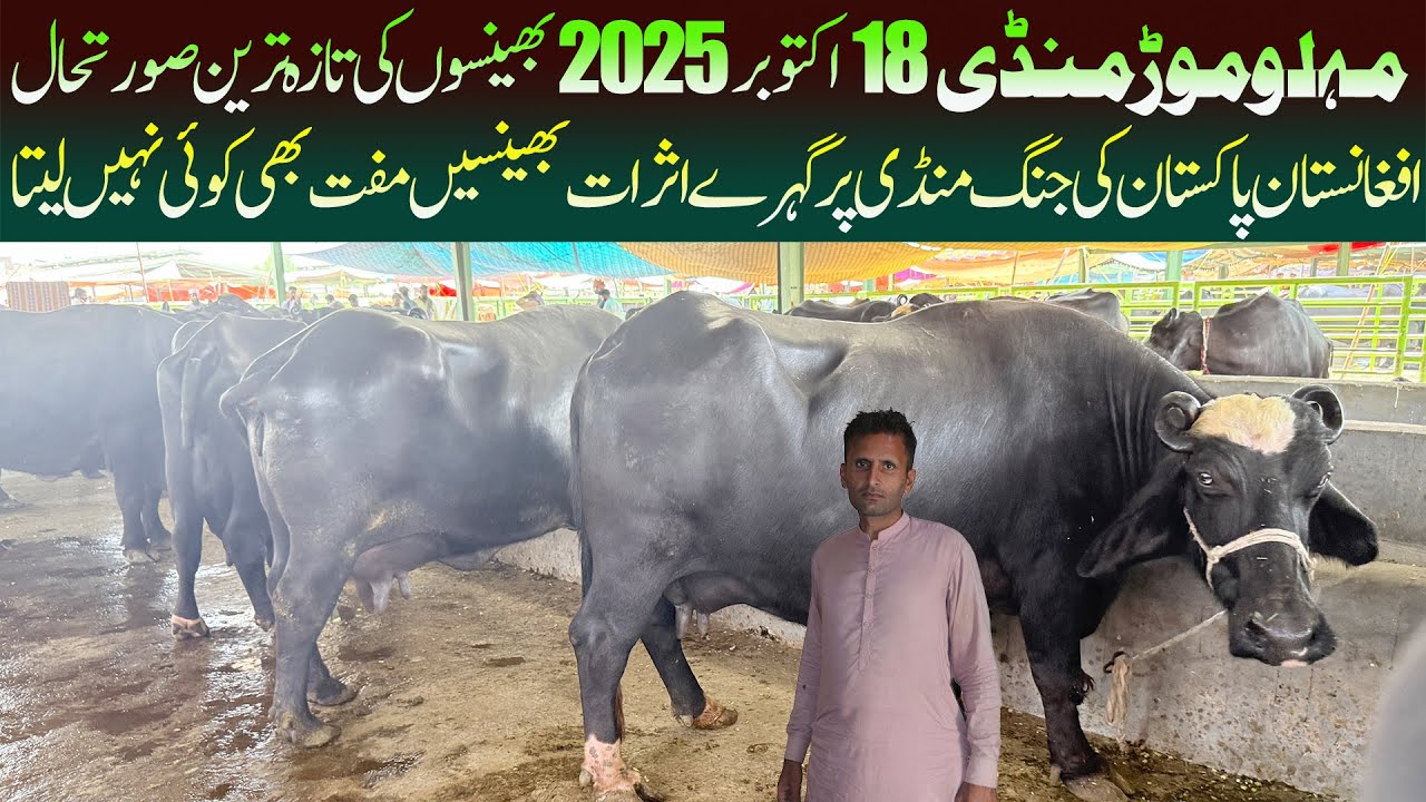 Today Malumor Mandi 18 October 2025 Update | Nili Ravi Buffalo | Cattle Market Punjab| Online Janwar