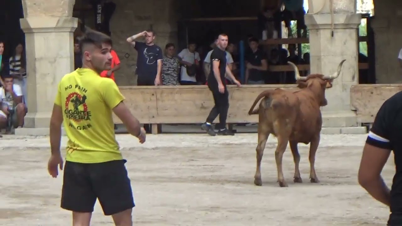 CANTAVIEJA FERIA DE SEPTIEMBRE 16-09-22. VACAS DE JOSE LUIS CUARTERO Y CERRIL DE ANA ISABEL VICENTE