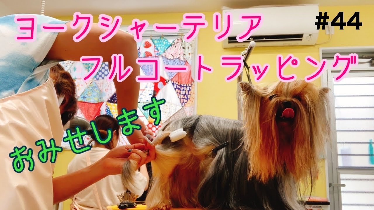 【ヨークシャーテリア　フルコート　ラッピング】