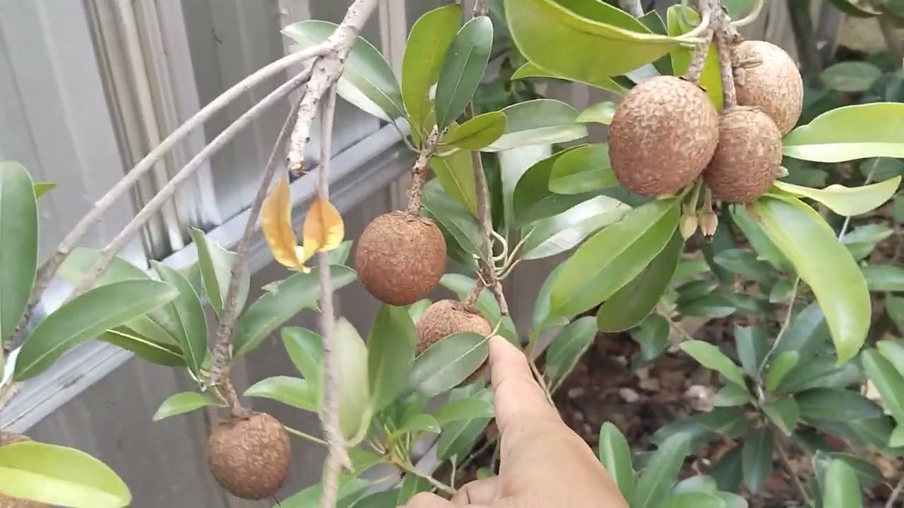 50 Sawo dalam satu pohon