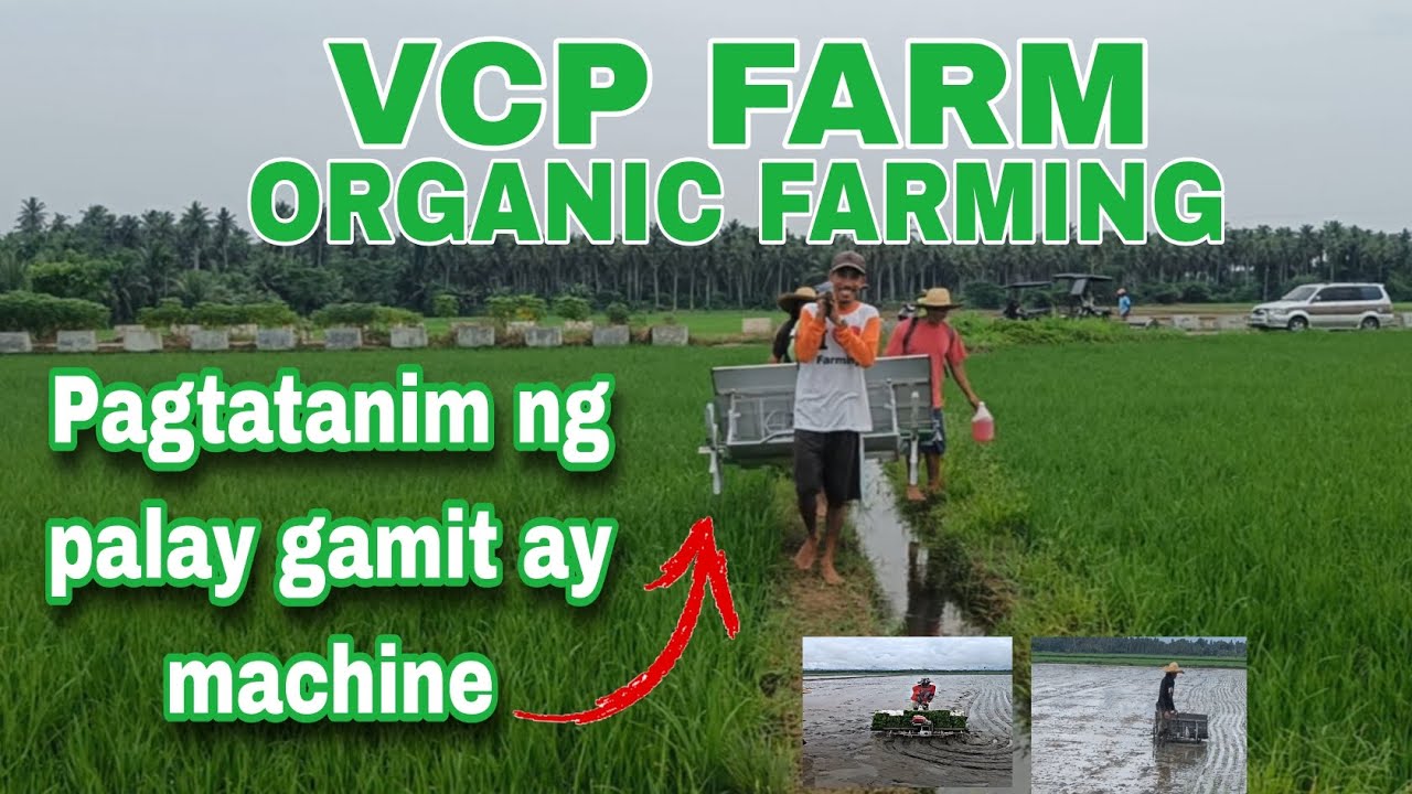 PAGTATANIM NG PALAY GAMIT AY MACHINE