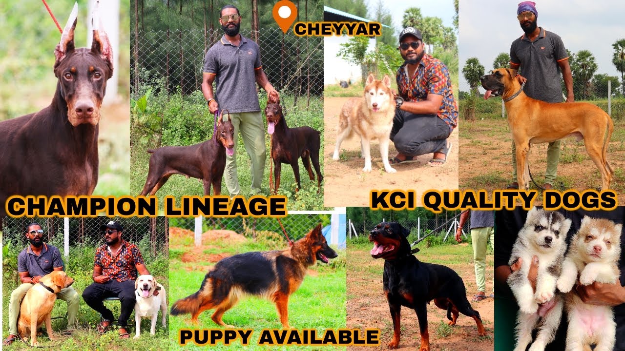 DOG For Sales | Champion Lineage |Puppy Sales-Delivery Available | It's all about