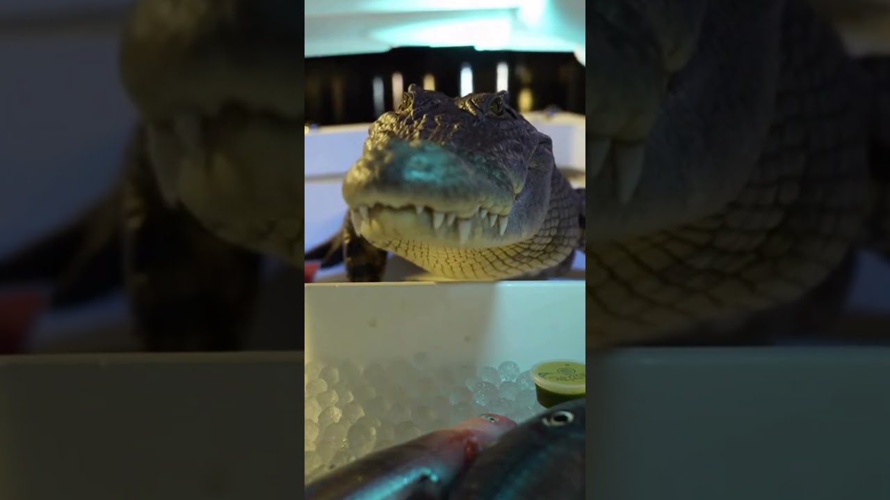 Crocodile Sneaks Onto Boat… Then Opens the Cooler Like It’s Lunch Time!