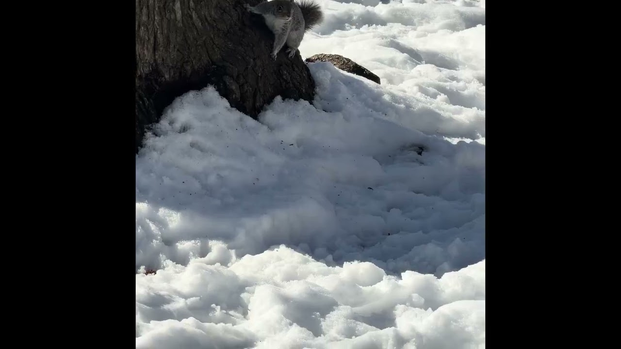 Squirrel 🐿️ 