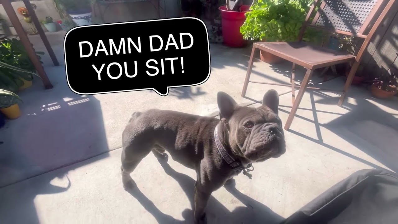 This Frenchie Will Make Your Day