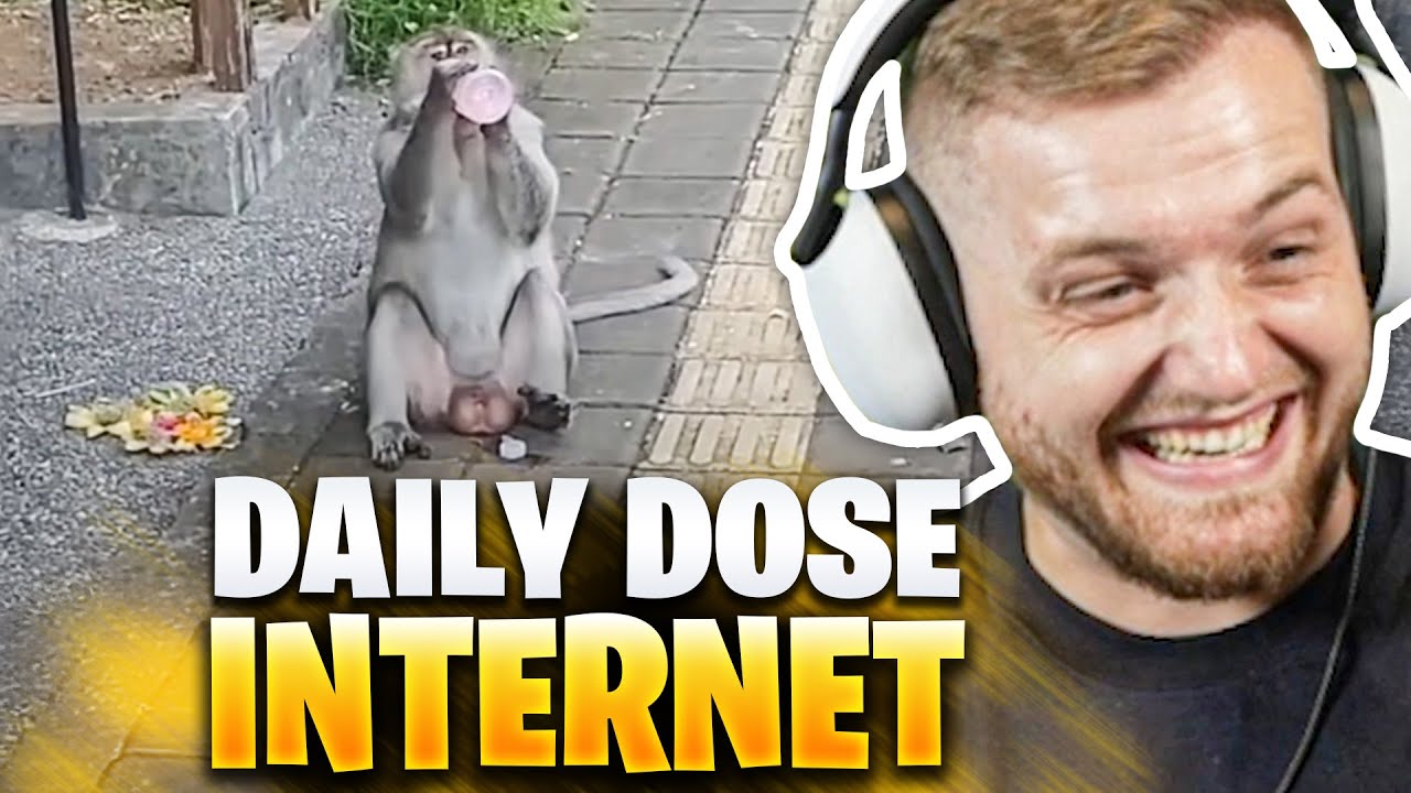 😱🤯WIE SMART ist der AFFE BITTE?! - Daily DOSE of Internet REAKTION | Trymacs Stream Highlights