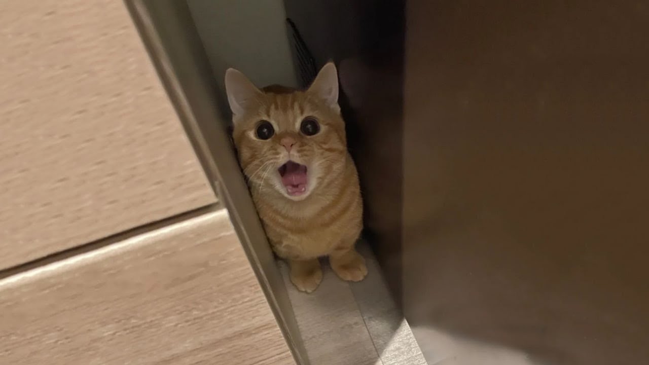 Самые смешные видео с кошками 2025 года 😹 Постарайтесь не смеяться 😂 Часть 26