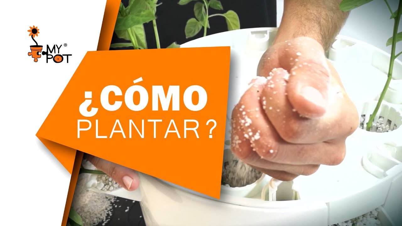 ¿Cómo empezar con tu Kit de Iniciación? Cultiva en casa tu propia hortaliza