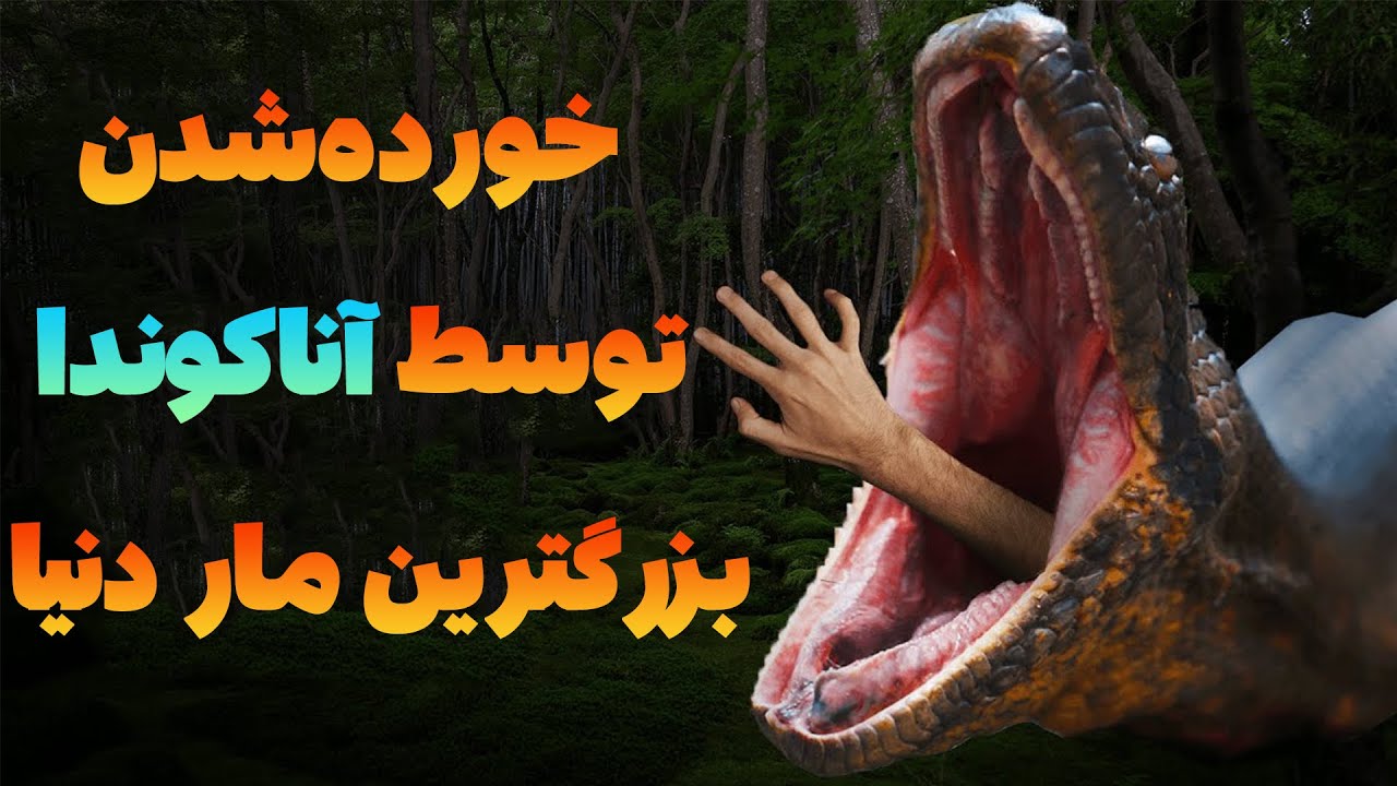 اگر توسط بزرگ ترین مار دنیا آناکوندا خورده شویم چه می اتفاقی برایمان می افتد؟
