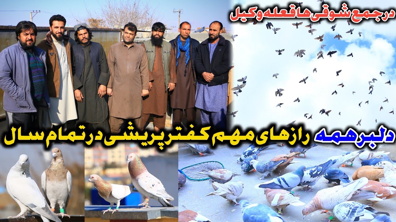 رفت و آمد دیدنی کفتر خلیفه عزیز قلعه وکیل | راز مهم نگهداری کفتر | دوچپ  هم بیاید کفتربازی نه میکنم 