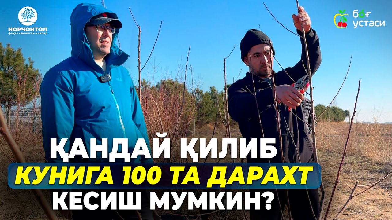 5 ДАҚИҚАДА 2 ЁШЛИ ШАФТОЛИНИ ҚАНДАЙ КЕСИШНИ ЎРГАНИНГ! | ШУҲРАТ АБРОРОВ #shuhratabrorov #shaklberish