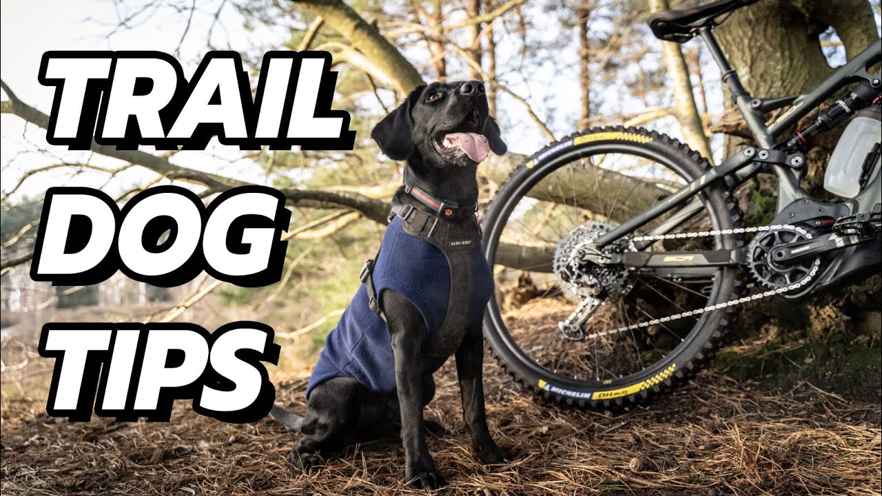 MTB Trail Dog Tips 101