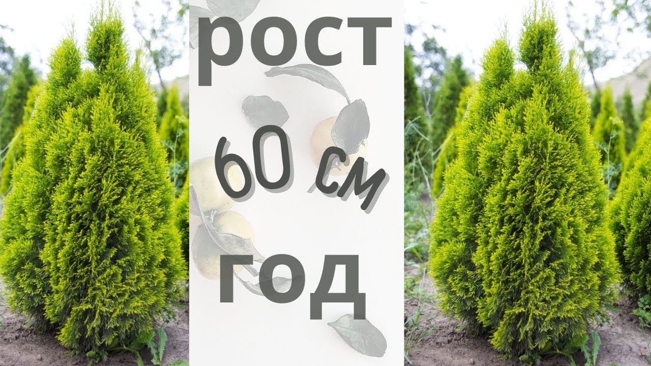 Туя западная 2 года после посадки, прирост 60см за год, вместо 12 см