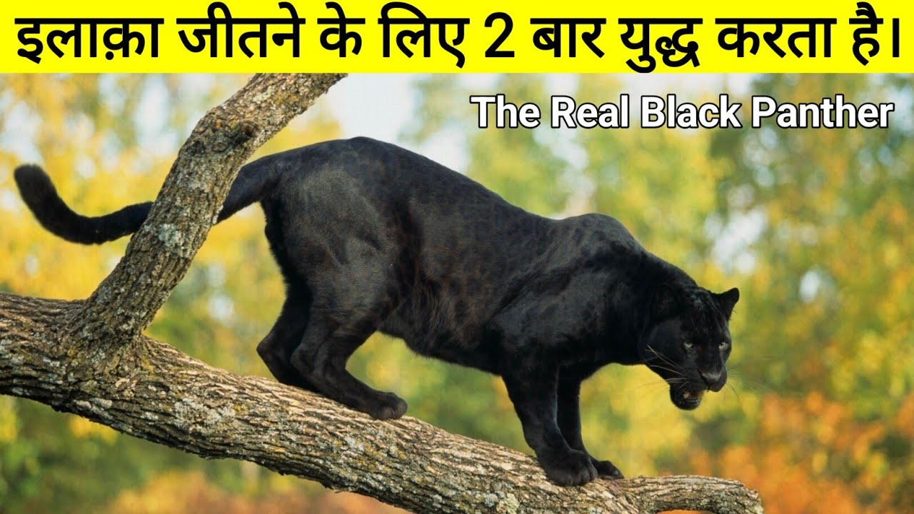 इलाका और साथी को पाने के लिए दो बार युद्ध लड़ता है Scarface से || The True Story Of Black Panther |