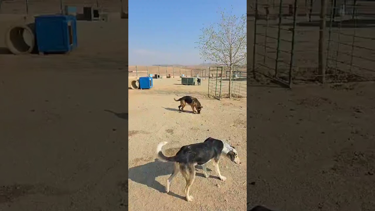 live December 04, 2025 - Vafa Animal Shelter- Hashtgerd