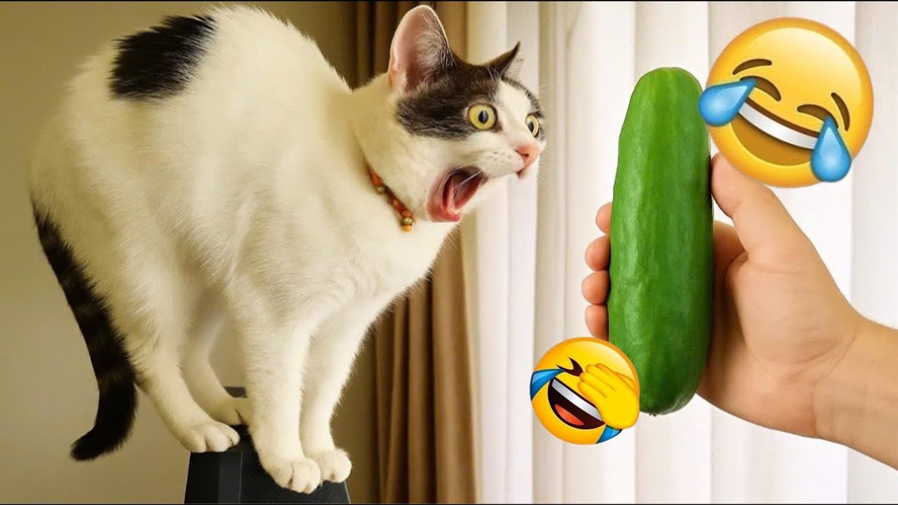 New Funniest Cats and Dogs Clips 2025😼🐶Try Not To Laugh😜 Part 42