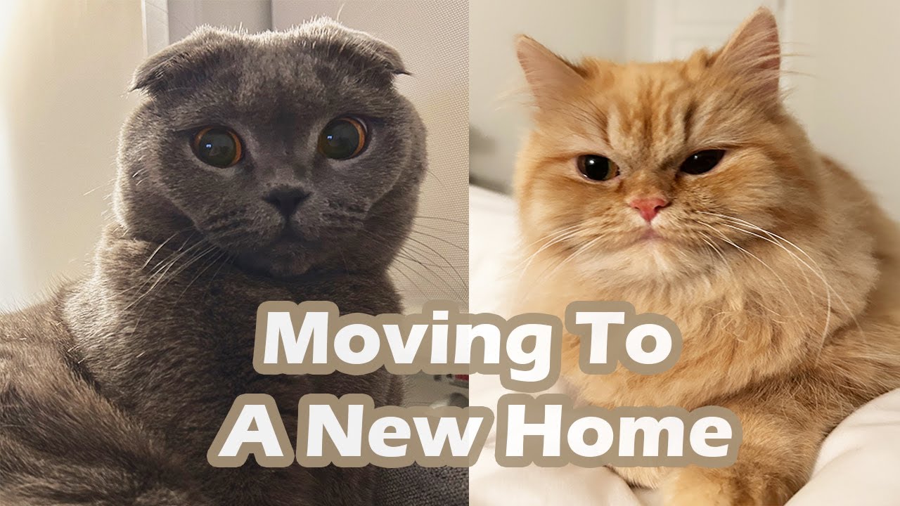 Sister Minnie is Moving to a New Home