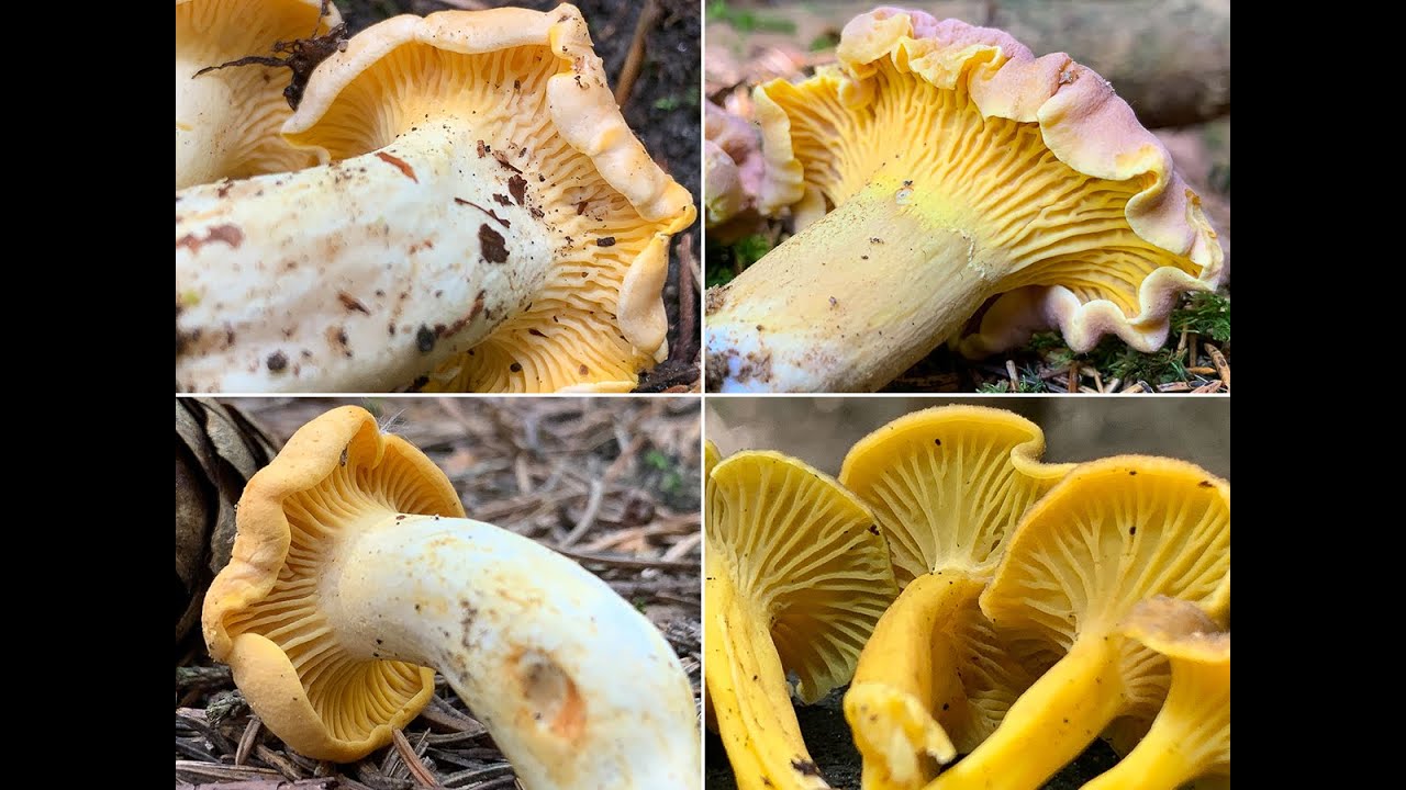 Leistlinge im Juli | Echter Pfifferling, Blasser Pfifferling, Violetter Pfifferling | Cantharellus