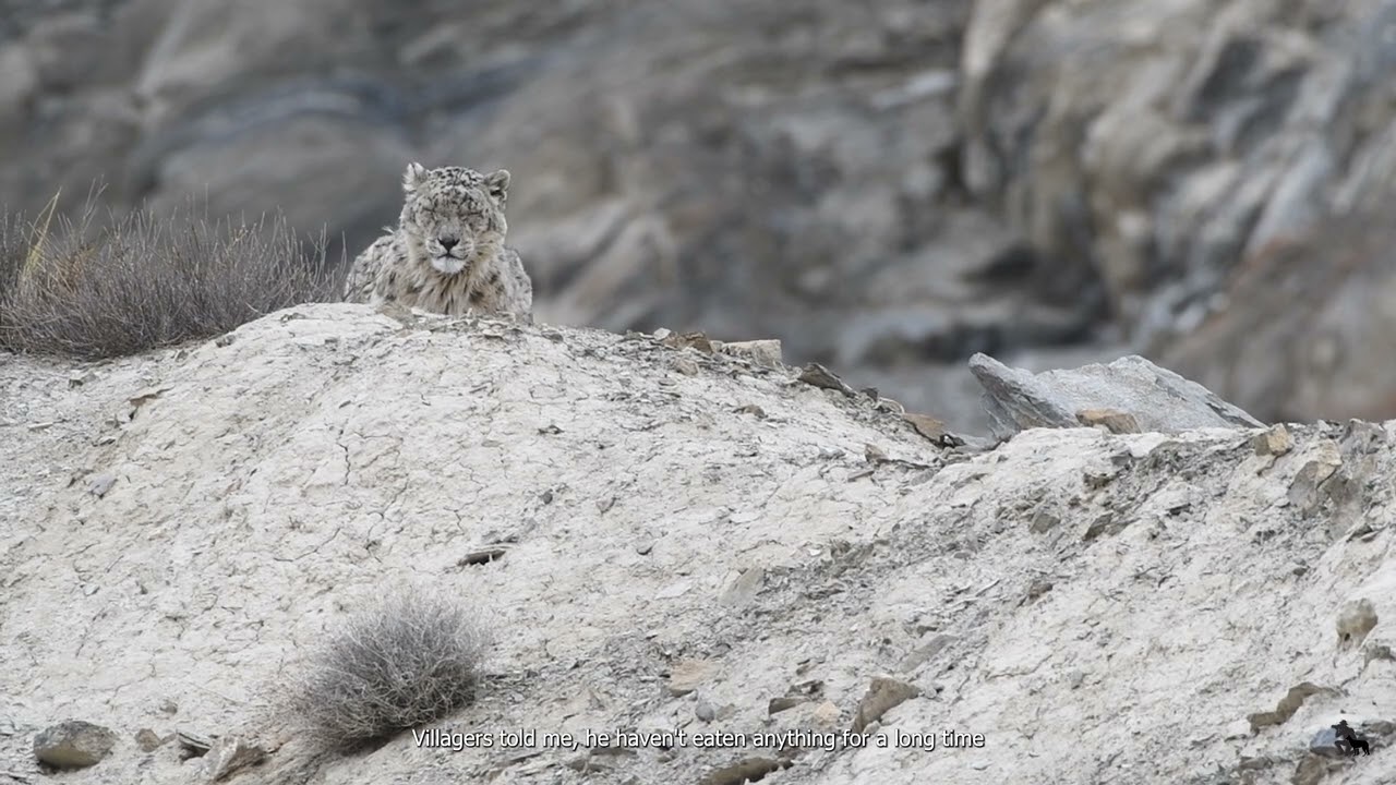 THE GREAT INDIAN HIMALAYAS - SNOW LEOPARD EXPEDITION 4K