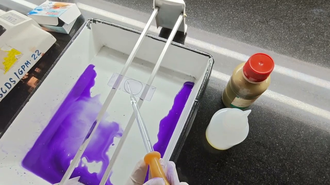 demonstration of Gram's staining BY Dr. Kalyani G