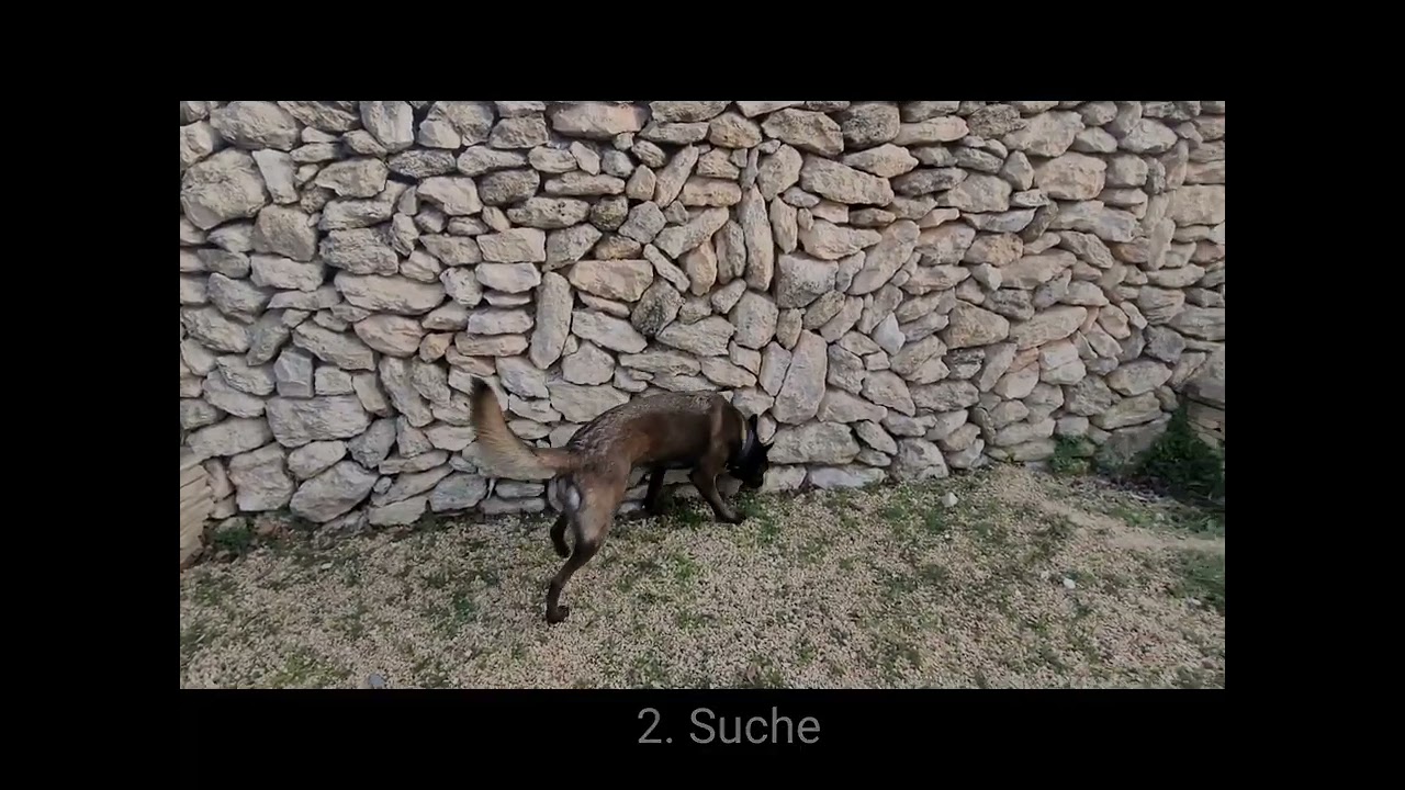 C 10 Amari - 4 Suchen in Folge - 3x Kong - Verleiter