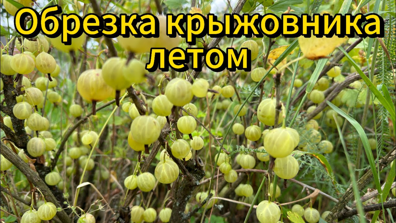 Обрезка крыжовника после сбора урожая. Какие ветки нужно убрать. #крыжовник #обрезка