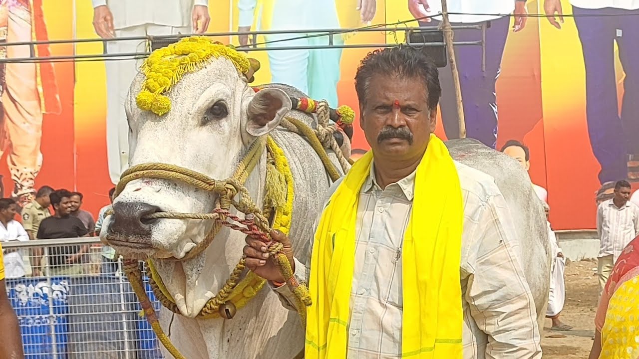 కల్లూరు న్యూ కేటగిరి విభాగంలో 5వ జత RK బుల్స్