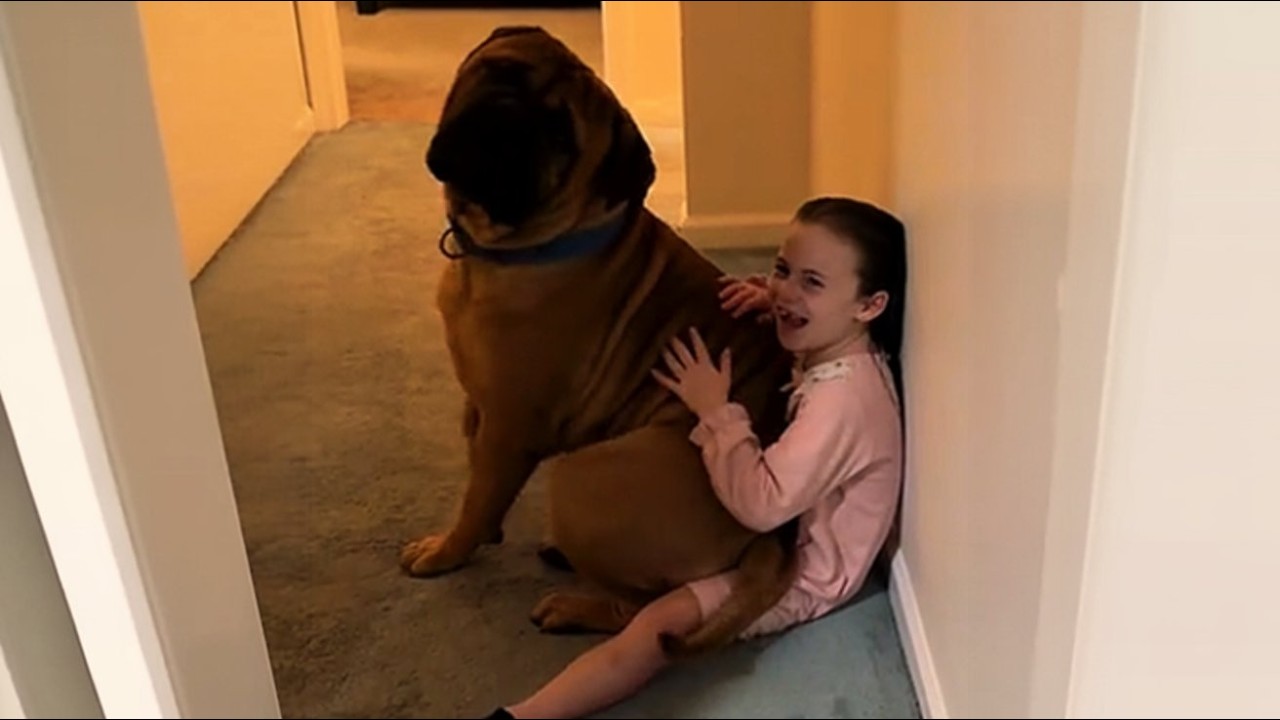 200-фунтовый бульмастиф поймал маленькую девочку в 3 часа ночи. То, что обнаружили родители, ШОКИРУЕ