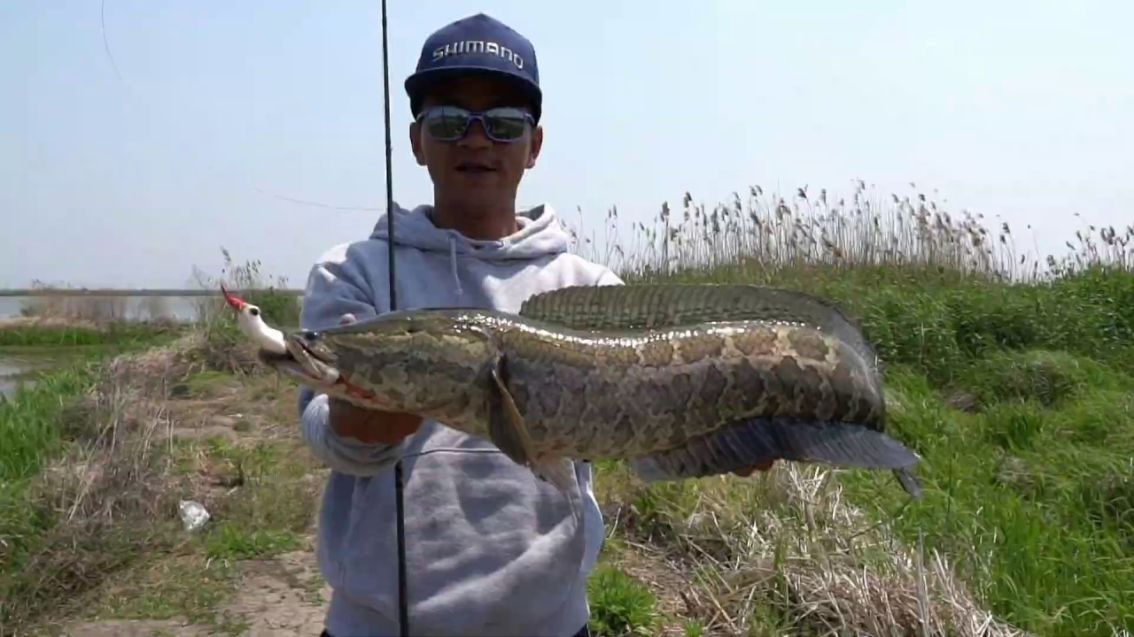 Snakehead fishing in China with Gong Lei