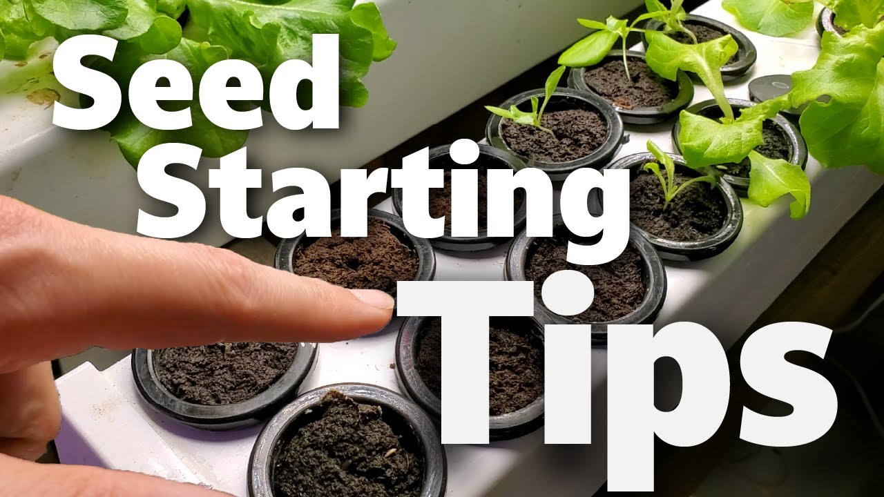 Tips for Starting Seeds in Your Hydroponic System