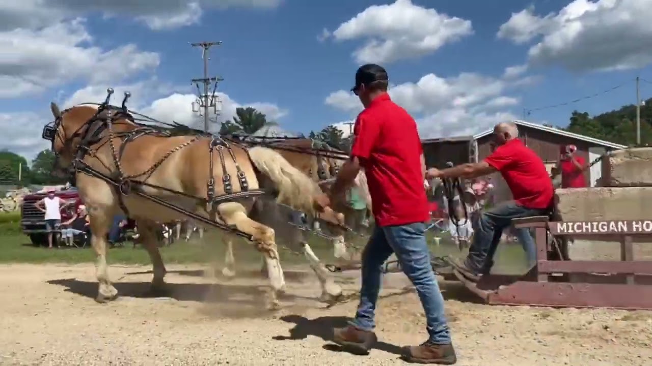 best of coral horse pulls
