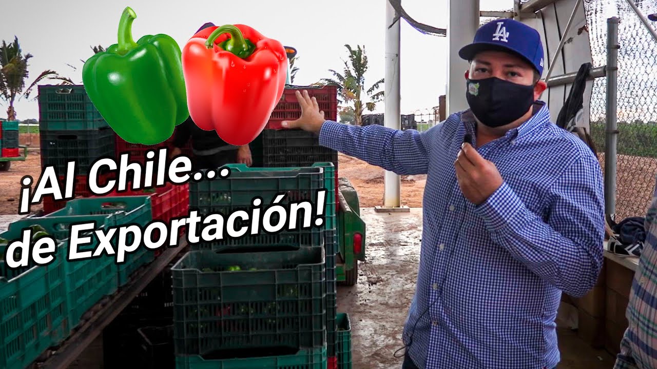 Proceso de empaque de chile bell para exportaci&oacute;n