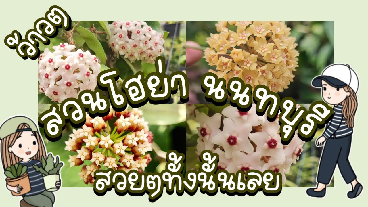 สวนPatcharawalai Garden หรือสวน Hoya&Leaves gardenสวนโฮย่านนทบุรี สวนที่มีโฮย่าสวยๆเพียบเลย