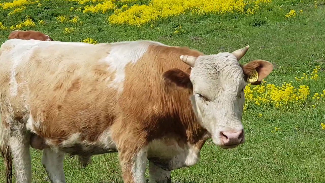 Бычки на пастбище 06.06.2019