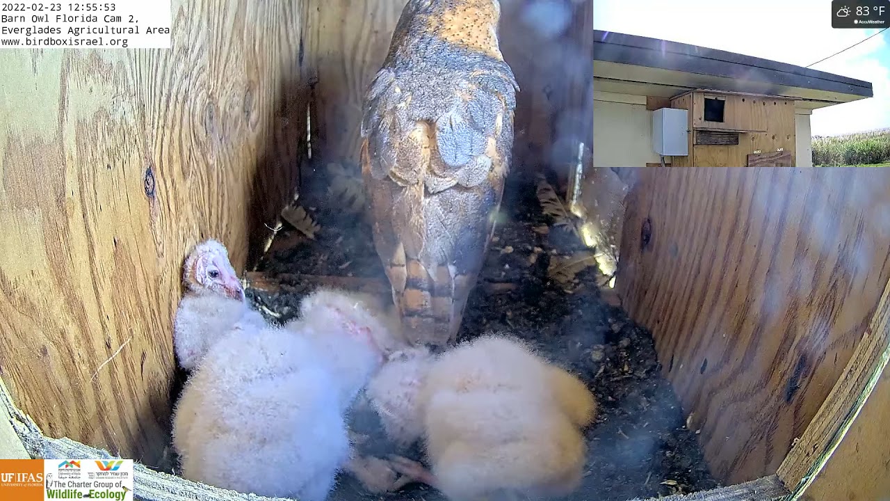 Viewer Discretion: Barn owl nestling swallows its 11 day younger sibling in Barn Owl Florida Cam 2