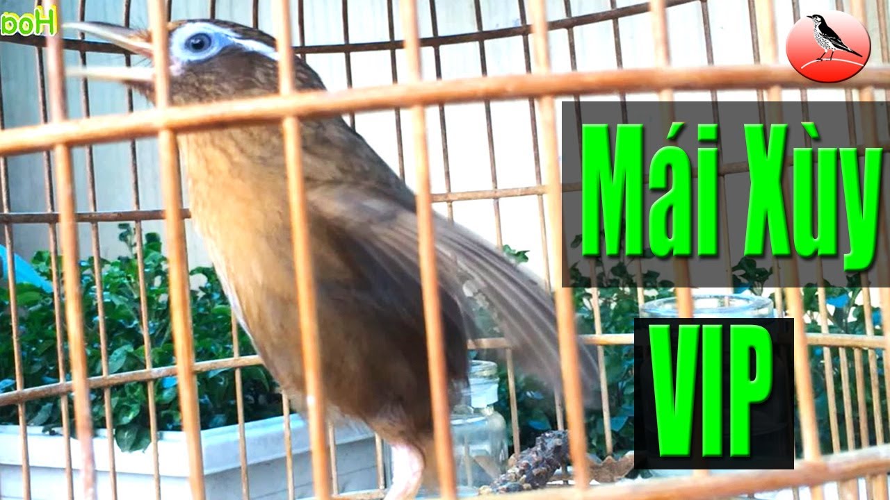 Video Họa mi mái xùy kích trống số 1 Lạng Sơn với giọng già to giúp mi trống căng đấu