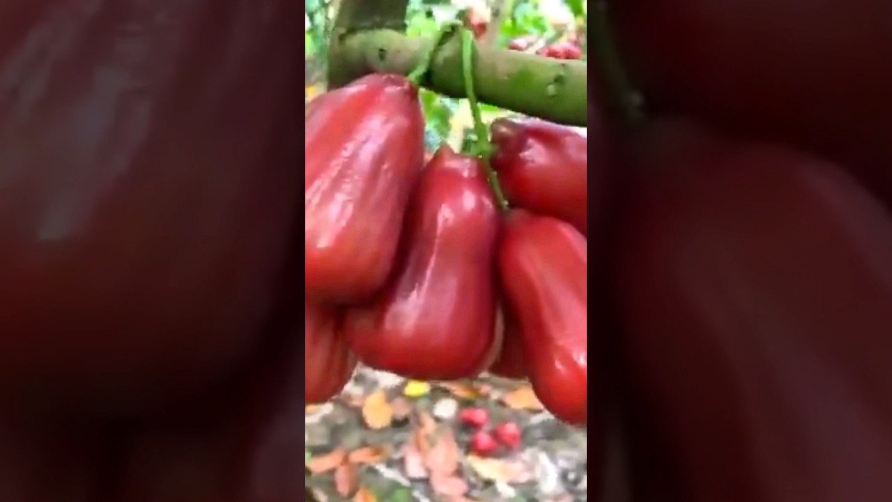 kebun jambu air#pekaranganrumah #fruit #perkebunannusantara #buah #petani #petanikeren