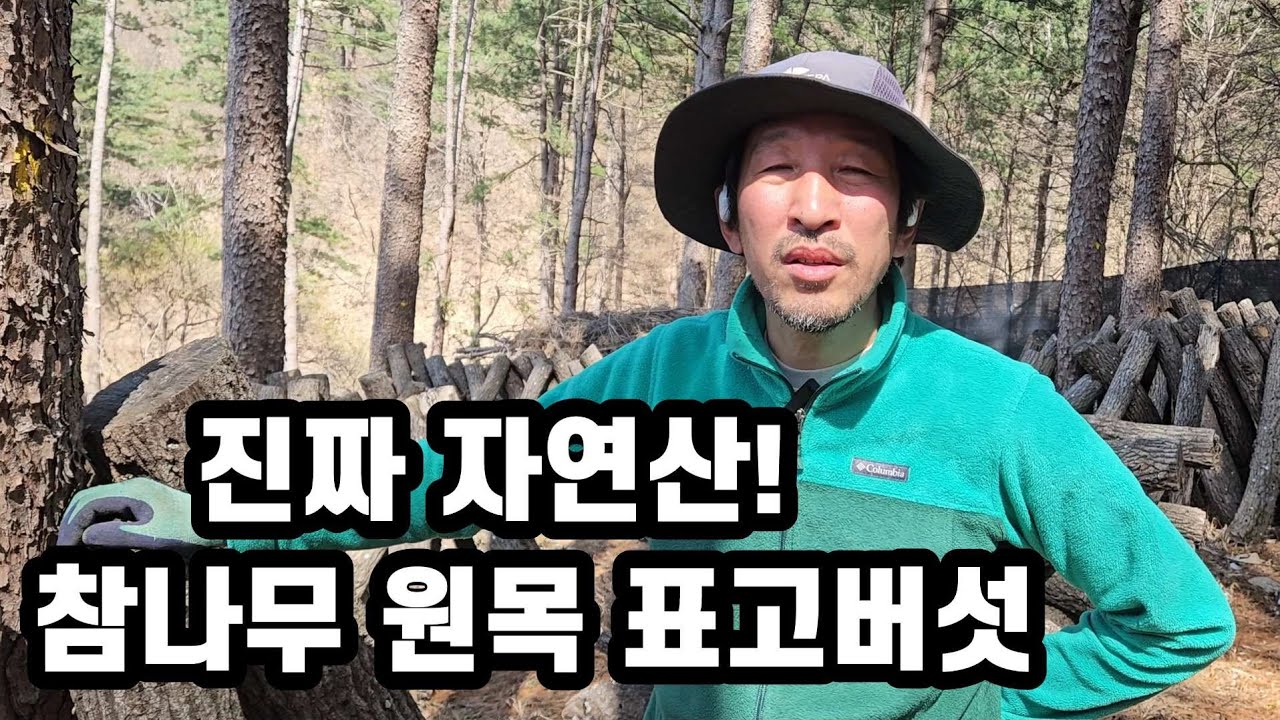 자연산 원목표고버섯 취향저격입니다