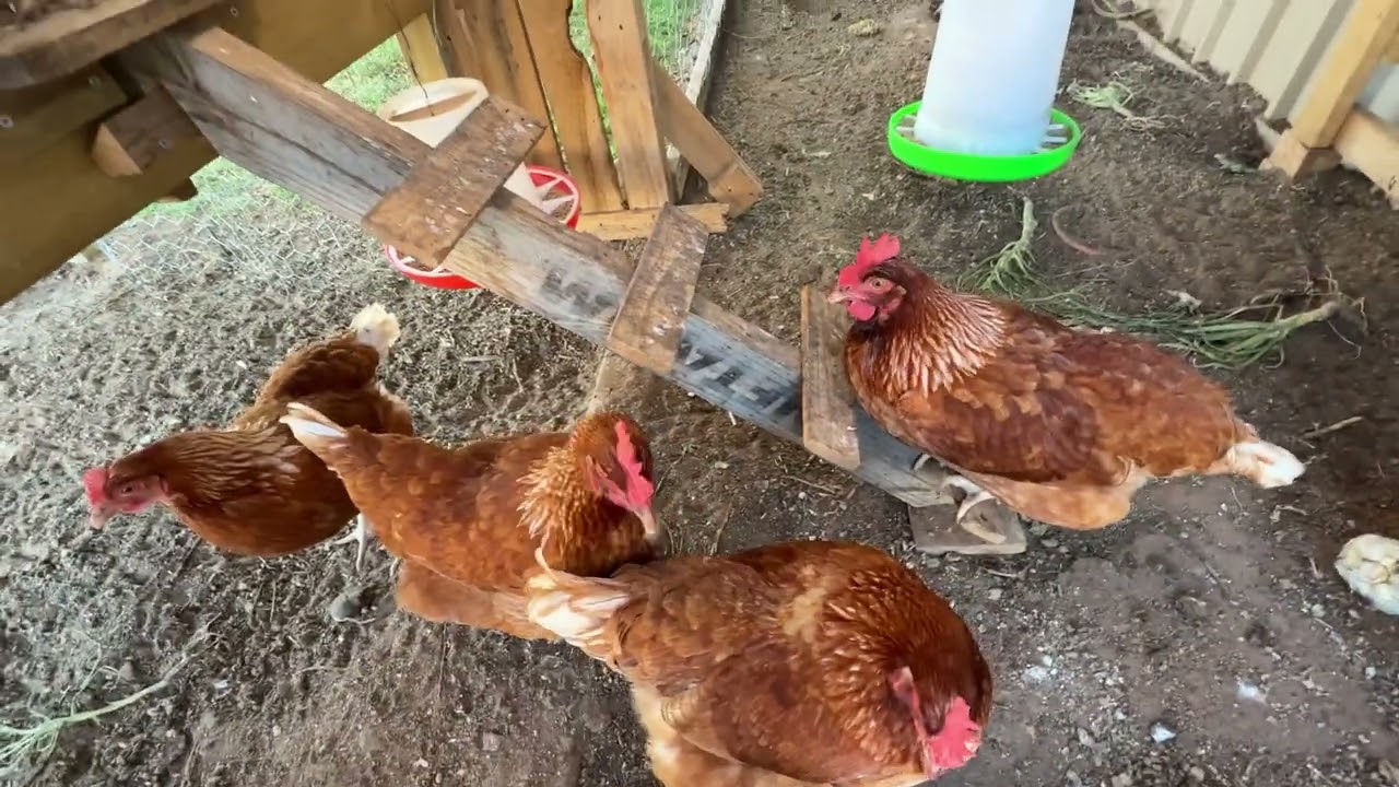 Sharing our mini garden | Australia