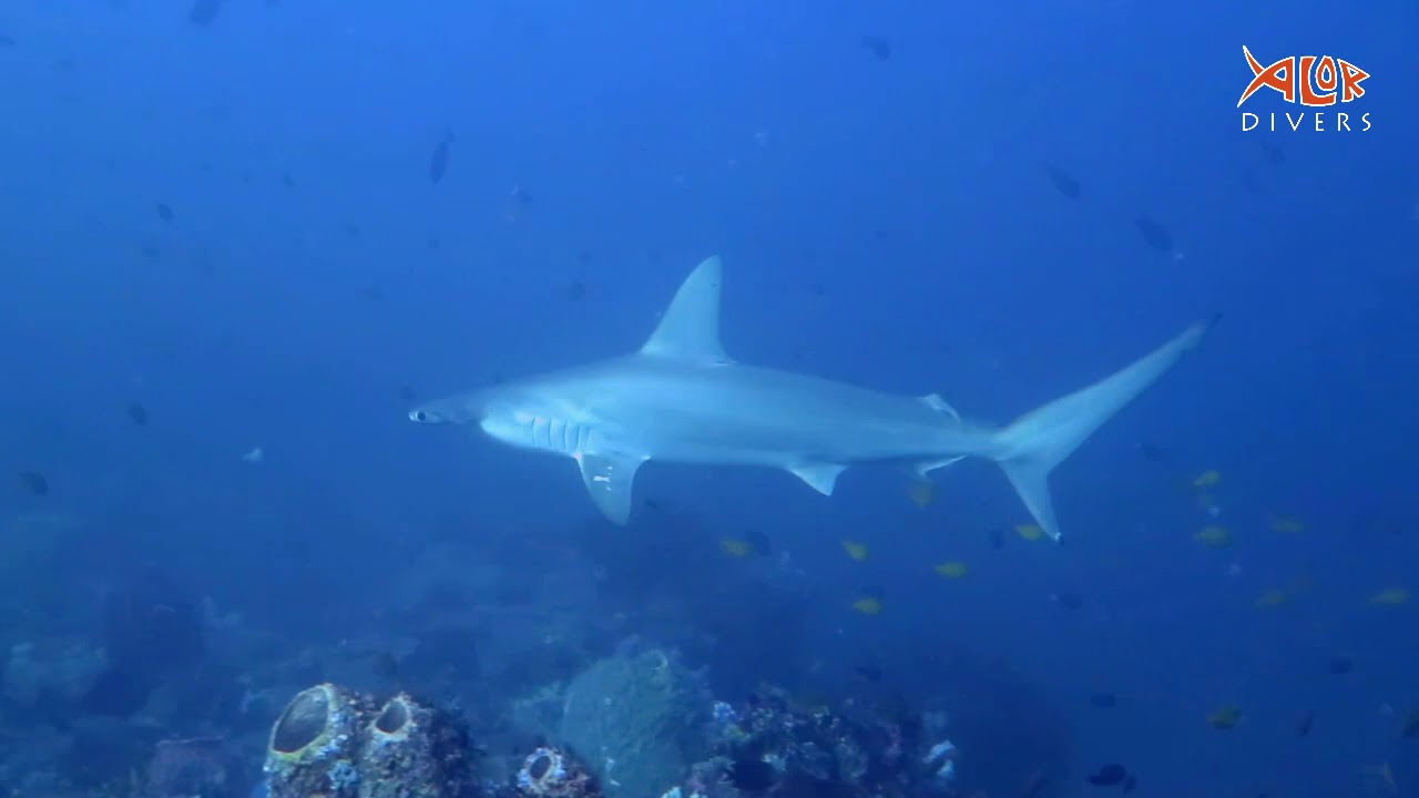 Alor Divers