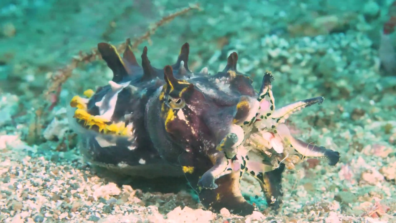 Cuttlefish hunt