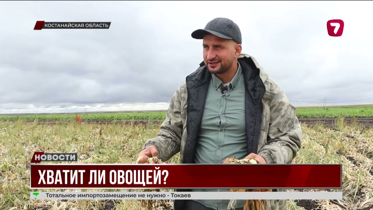 Уборка овощей и зерновых в Костанайской области продолжается
