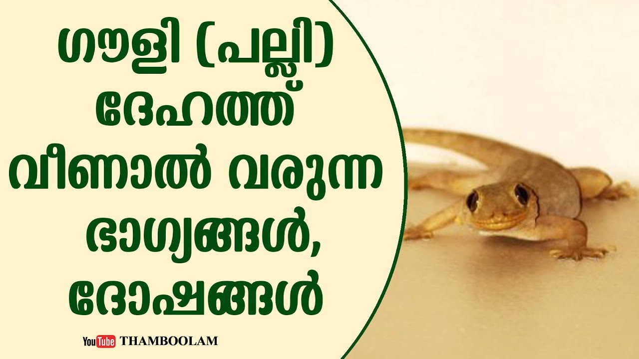 ഗൗളി (പല്ലി) ദേഹത്ത് വീണാൽ വരുന്ന ഭാഗ്യങ്ങൾ,ദോഷങ്ങൾ