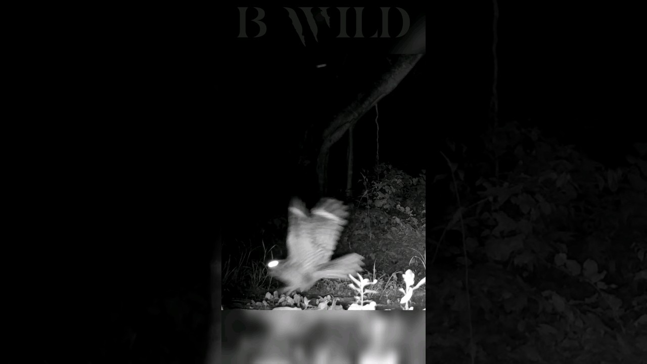 #tapacaminos #pauraque #sanluispotosi #mexico #bwild