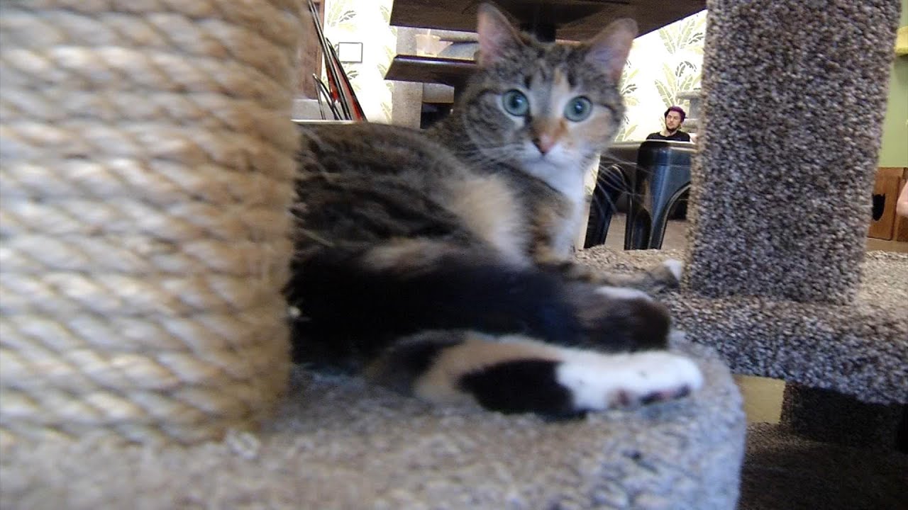 The Cafe Meow Opens in New Hope