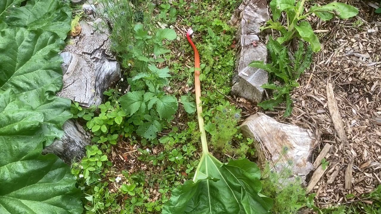 Rhubarb: Everything you need to know about this permaculture plant