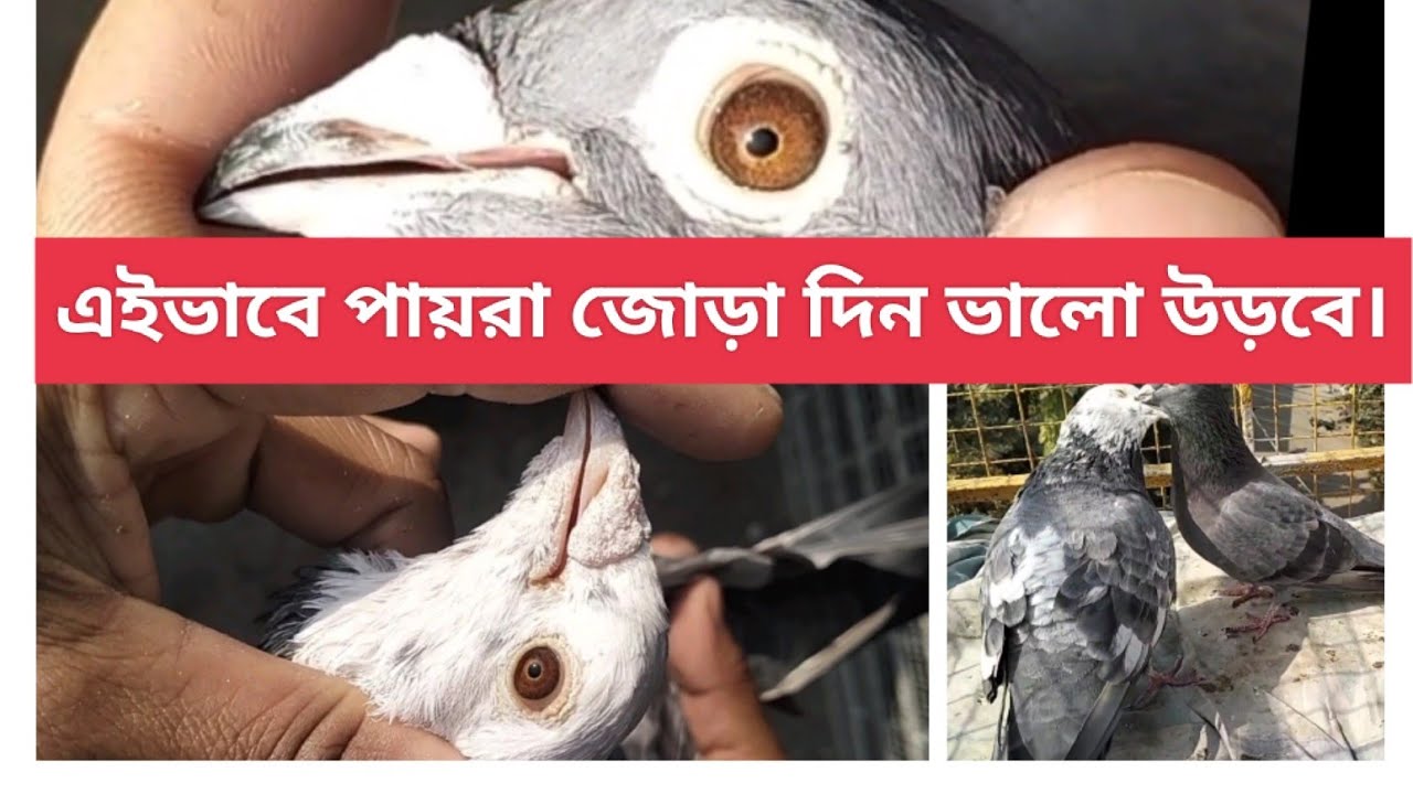January 13, 2026 এইভাবে পায়রা জোড়া দিন ভালো উড়বে বাচ্চা