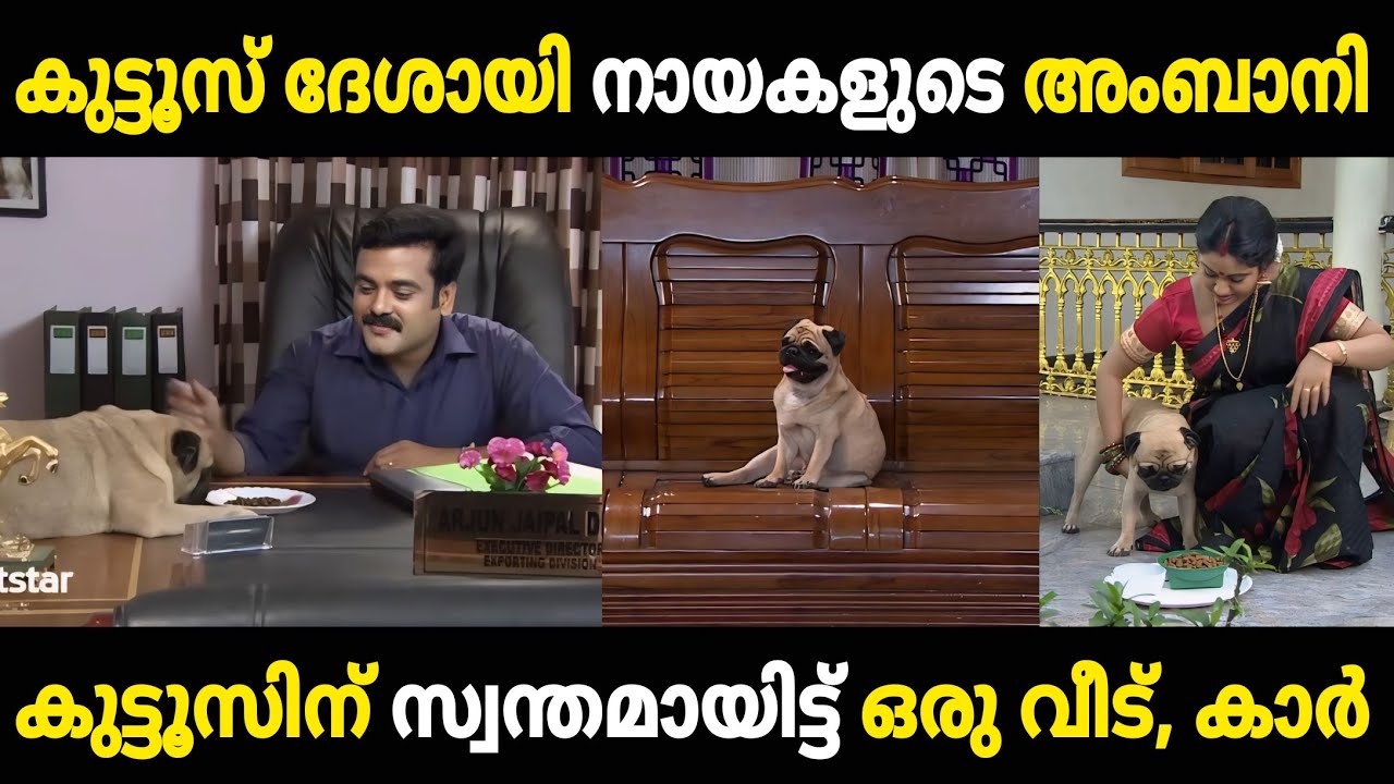 നായകളുടെ ലോകത്തെ അംബാനി കുട്ടൂസ് ദേശായി 😂😂 Chandanamazha Troll | Troll  Video | Malayalam Troll