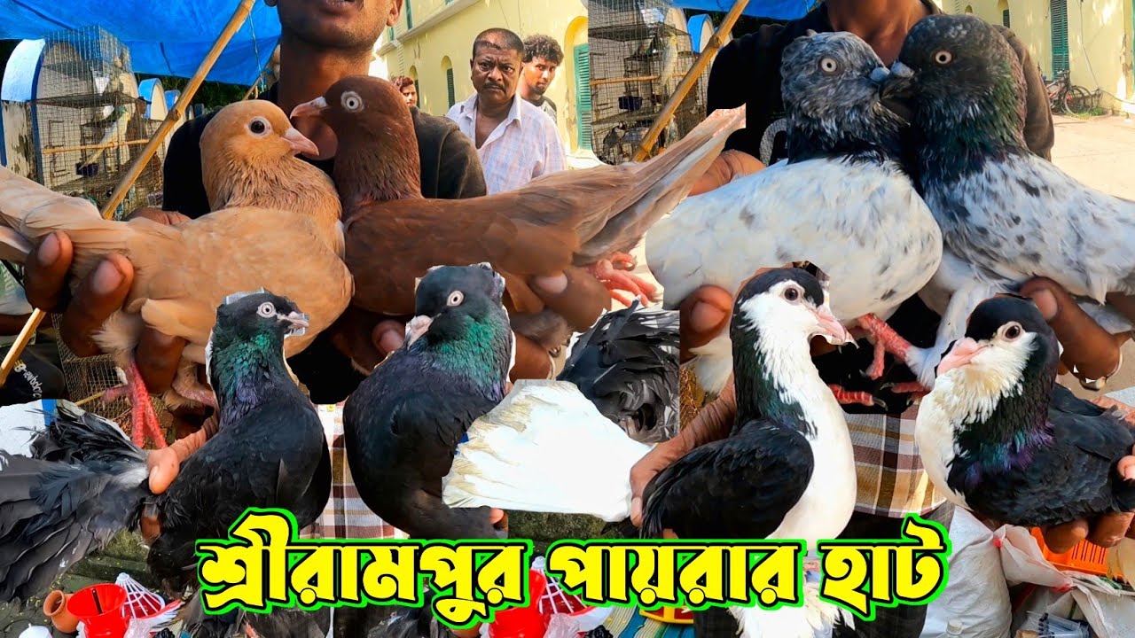 Pigeon Market Serampore। Serampore Pet Market। Fancy & High Flying Pigeons Price Update।