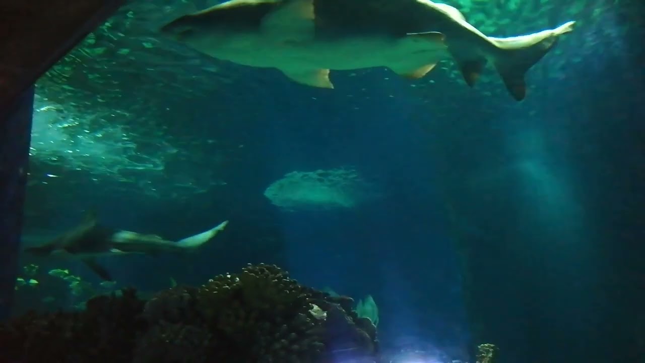 Nyíregyháza Állatpark Ócenárium 3